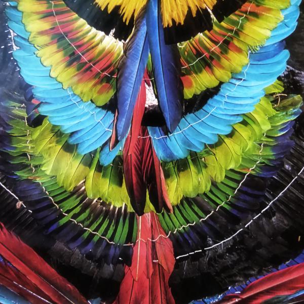 Colorful feather