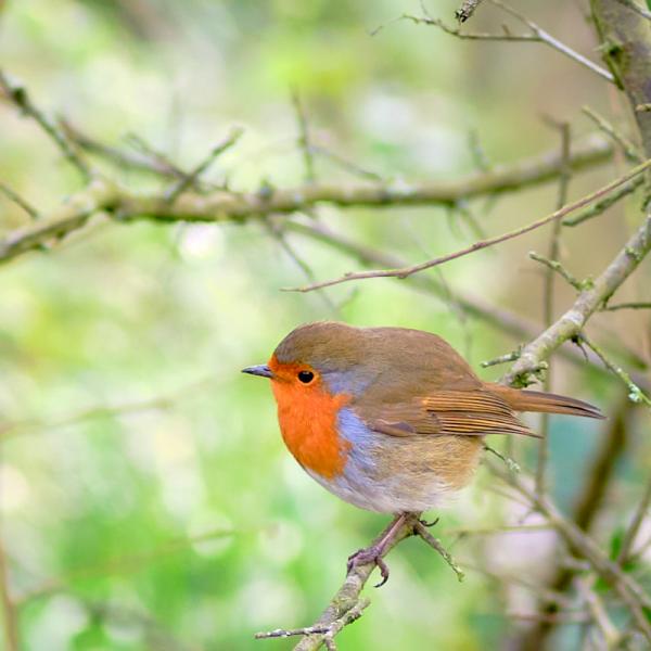 Robin on a branch